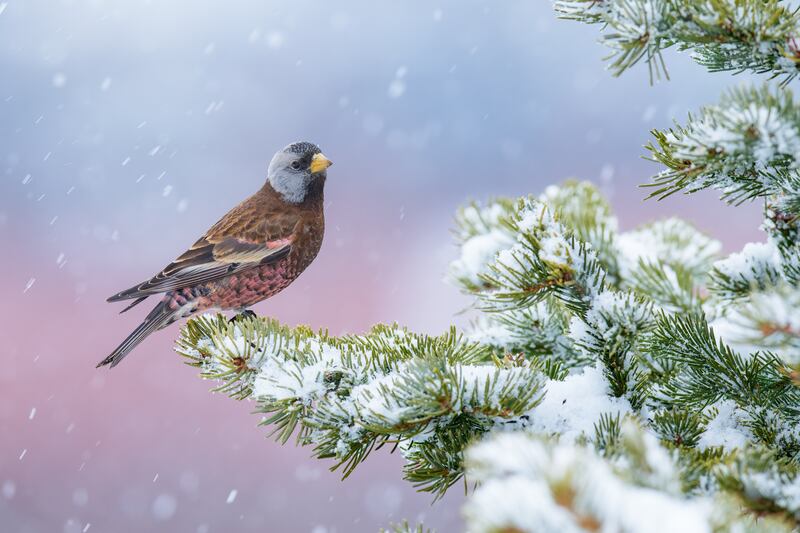 Winter Pink: Grey-crowned Rosy-finch, Leucosticte tephrocotis, by Alan Murphy won gold in the best portrait category