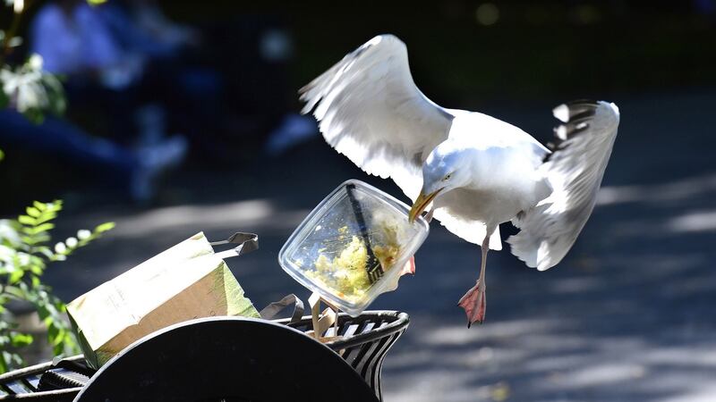 2nd Nature: A Seagull grabs its lunch from a bin in St. Stephen Green. Photograph: Cyril Byrne / The Irish Times