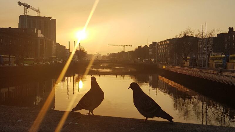 Bhíomar thar a bheith sásta na h-éin a choinneáil againn mar pheataí agus ní raibh tuairim dá laghad againn ar rásaíocht colúr. Grianghraf: Éanna Ó Caollaí