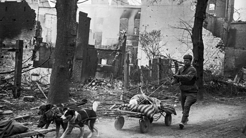 Transport of the wounded from the battlefield with dogs. Near the Seelow Heights, April 1945. Photograph: Valery Faminsky