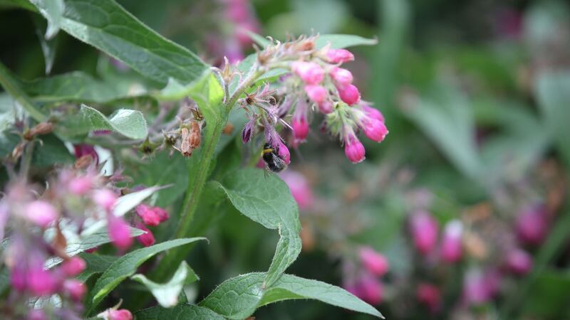 Nicola Brown grows the plants she uses to make dyes. Photograph: Laura Hutton