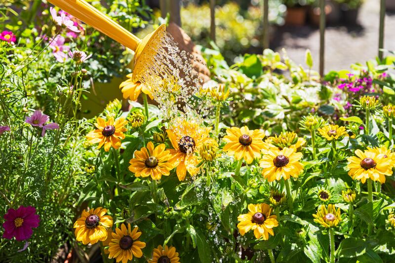 Watering of yellow coneflowers cultivated in balcony garden. Getty Images