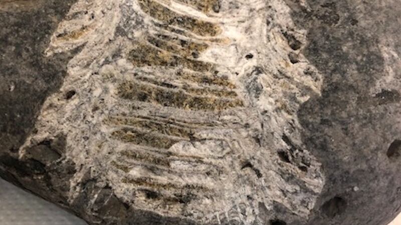 A solitary coral from the Lower Carboniferous Limestone of Co Sligo.  They are often colloquially referred to as “cabbage stalk”