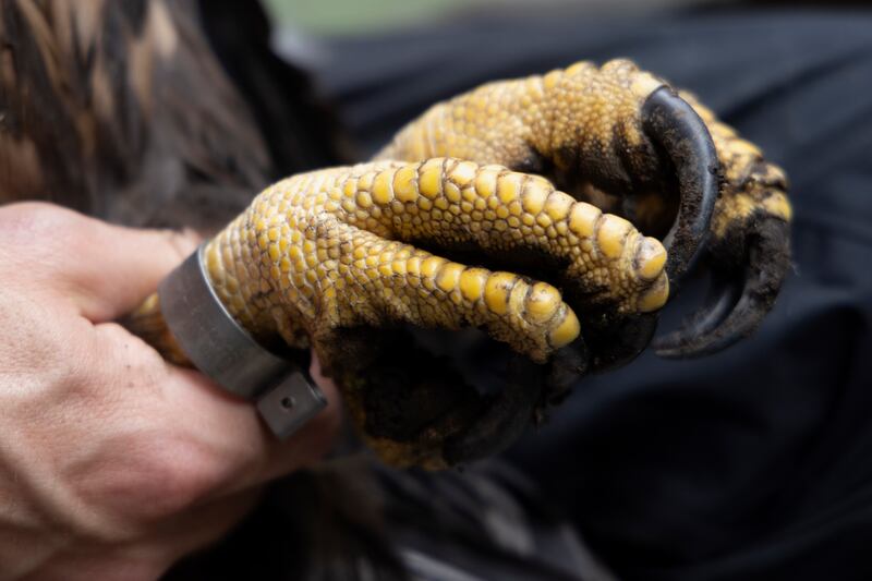 The talon of a white-tailed sea eagle
