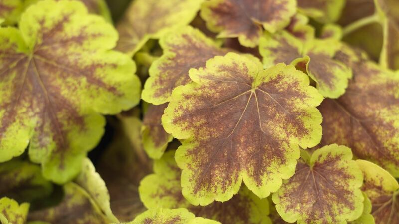 Heucherella Solar Eclipse, a handsome foliage plant for a winter container. Photograph: Richard Johnston