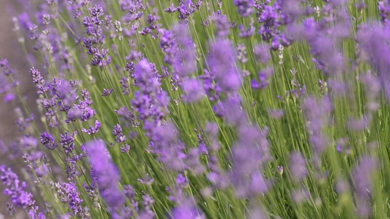 English lavender in flower. Photograph: Richard Johnston