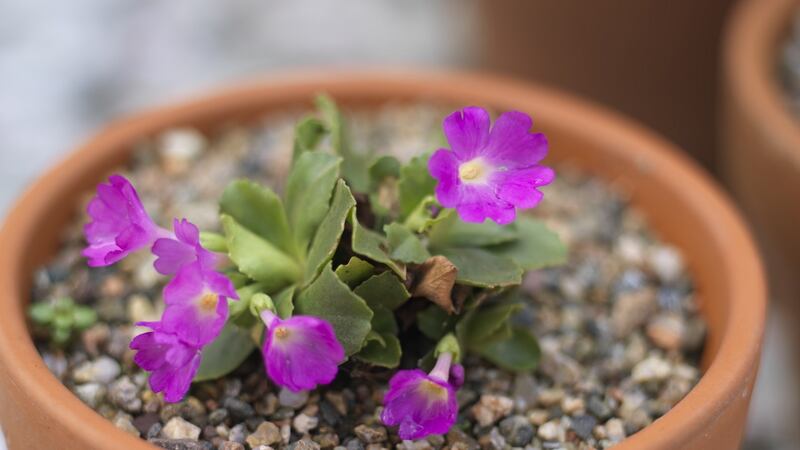 Primula Nightingale flowering.  Photograph:  Richard Johnston