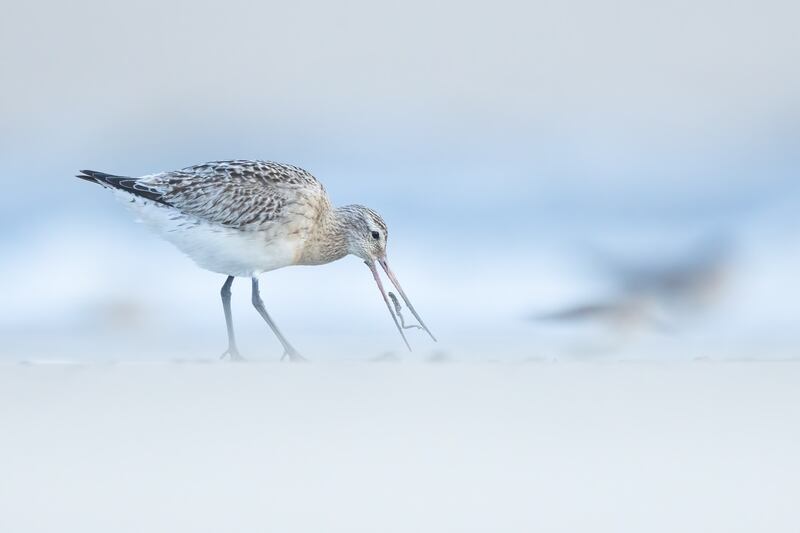 Karol Waszkiewicz took second place in the Wildlife and the Coast category for 'Godwit Digging Skills', taken in Blackrock, Co Kerry.