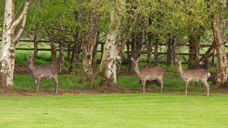 Visiting deer at Edelehr in Kilternan