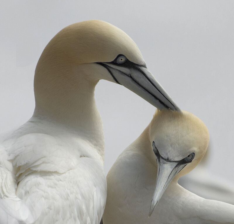 I like you. Photograph: Gerald Phelan