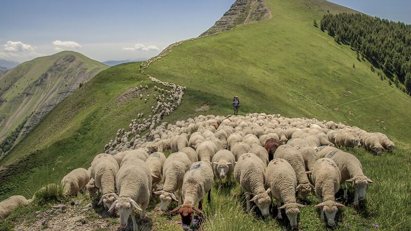 La Transhumance, a  biblical march to summer grazing, saw 800 sheep pass through the village