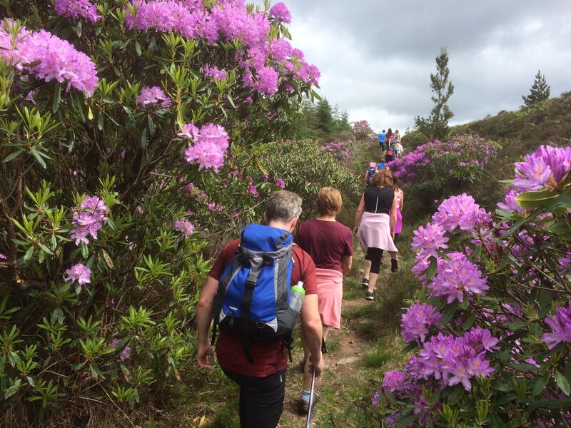 Rhododendron Walking Festival. Photograph: John G O'Dwyer