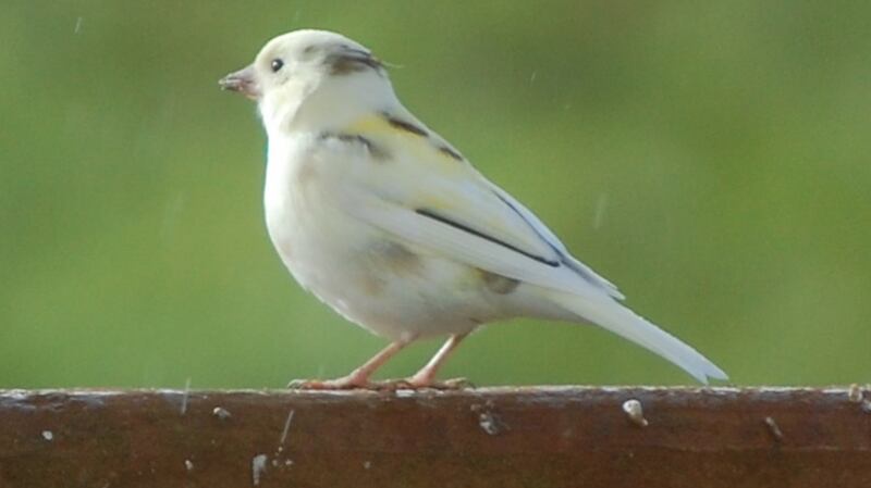 Leucistic chaffinch