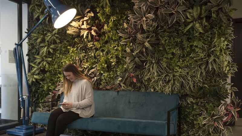 The Greenway  living wall in reception. Photograph: Dave Meehan