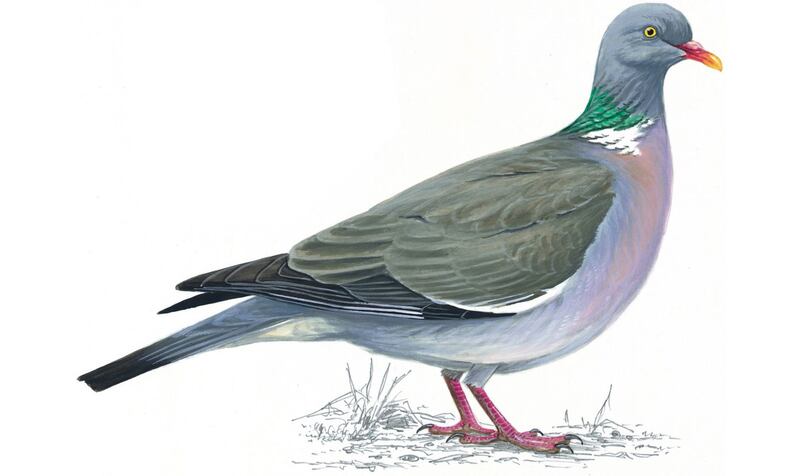 Woodpigeon Columba palumbus. Illustration: Mike Langman/rspb-images.com. For Ireland's most common garden birds poster, May 2021.