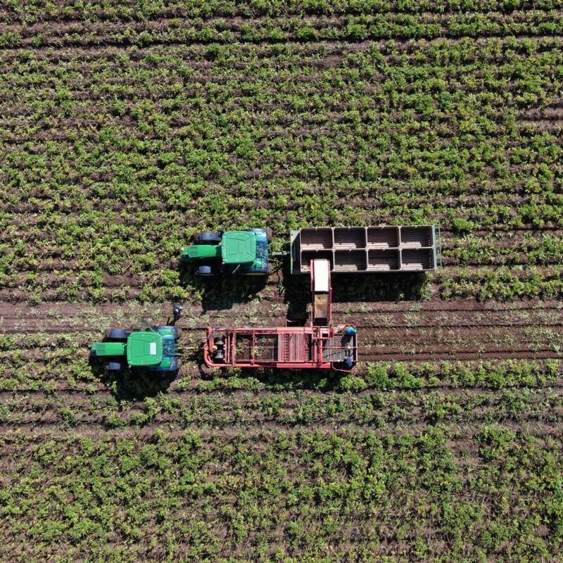 The Clintons use varieties such as Lady Rosetta, Amarilla and Kibitz. Photograph: Alan Betson