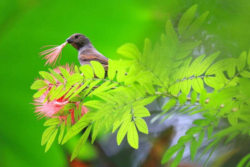 Hunte’s Gardens, Barbados