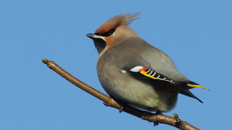 Photograph: Dick Coombes