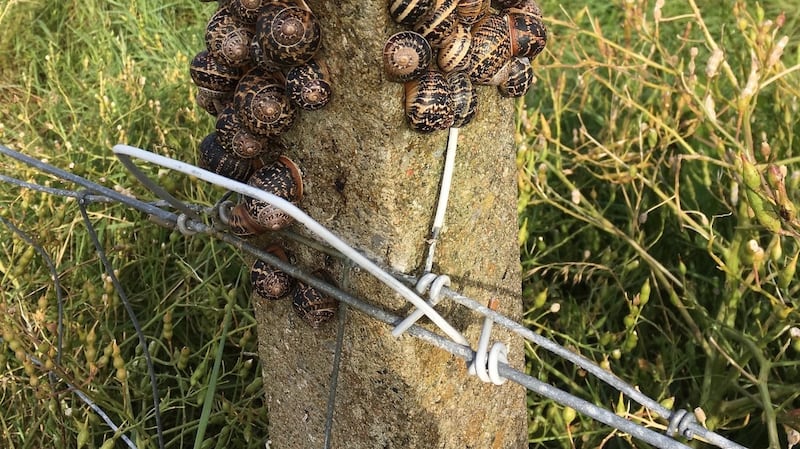 Garden snails in Connemara:  in very dry weather they collect on a firm surface and seal themselves into their shells with mucus to avoid drying out. Photograph: Mary Hearne