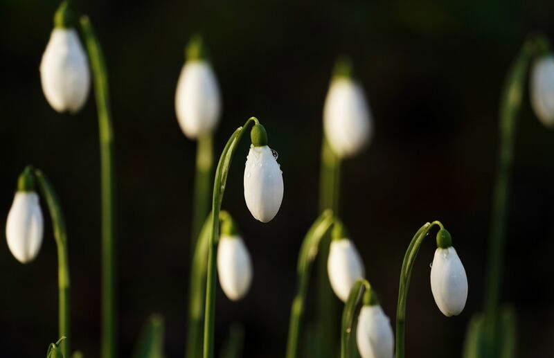 On Saturday, February 4th, the 2023 Snowdrop Gala will take place at Ballykealey House, Co Carlow. Photograph: Brian Lawless/PA Wire