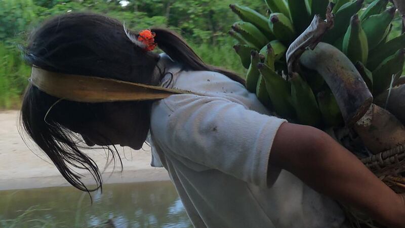 A young girl carries harvested food, part of the traditional hunting and gathering lifestyle of the Shuar of Amazonian Ecuador. The study found rural children in the region, who are more active, did not burn more calories than their urban counterparts. Photograph: Samuel S Urlacher/New York Times