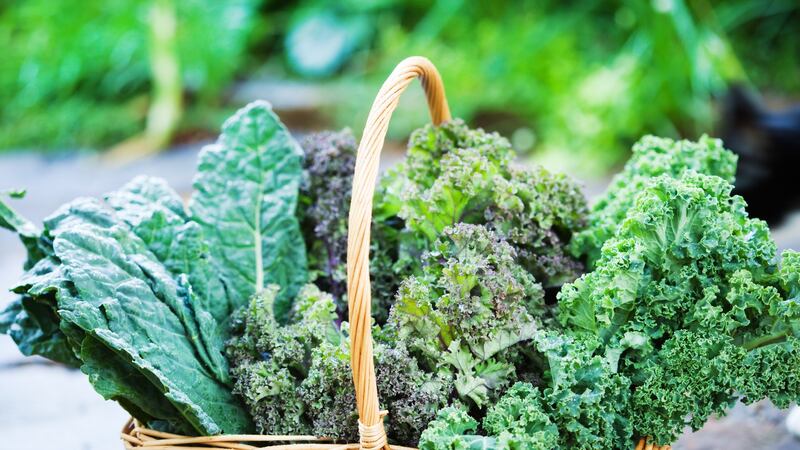 Kale is packed full of nutrients, resilient in the face of our cool, wet winters and very easy to grow. Photograph: iStock