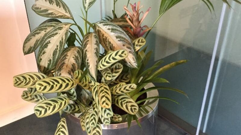 This plant could  also be yours.