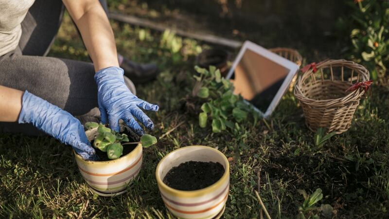 When you scroll through photos on your mobile phone, you can’t help noticing how many of them are now of your garden. Photograph: iStock