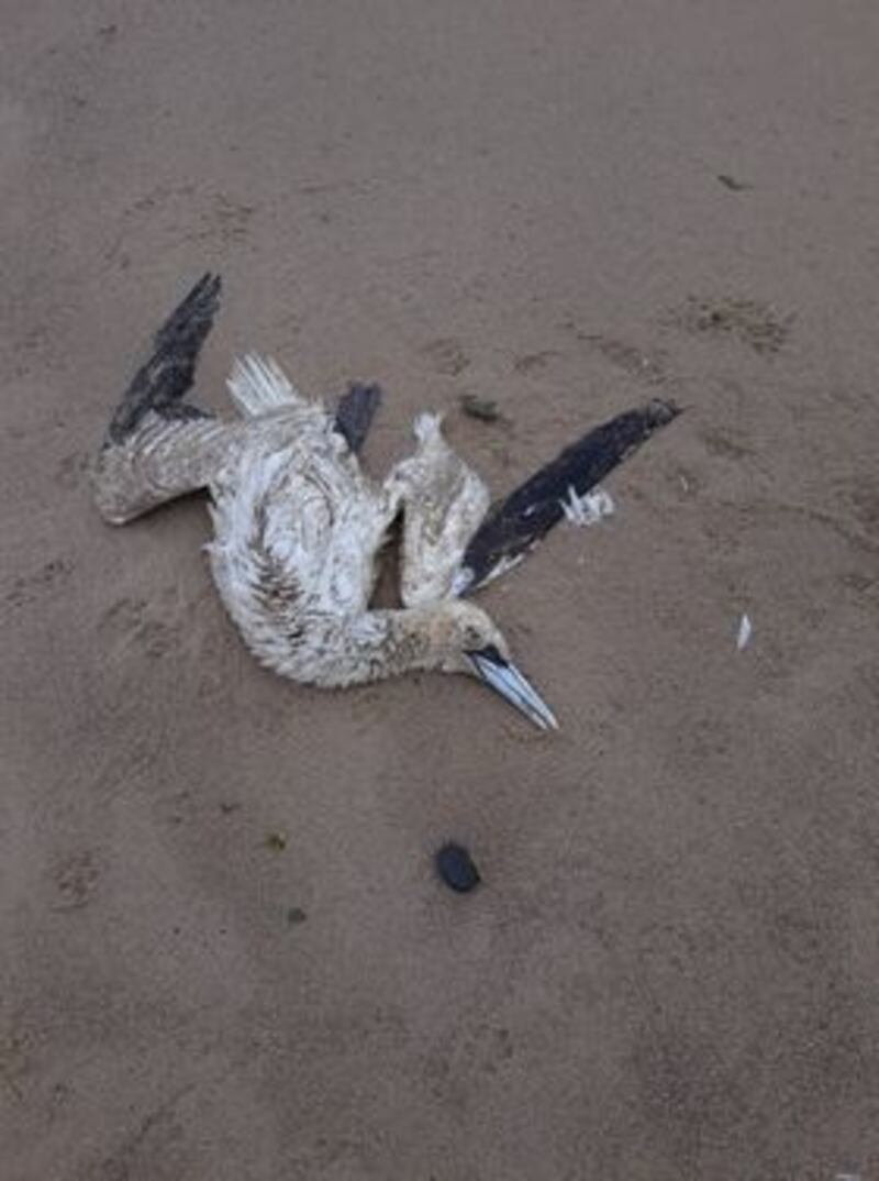 Another dead gannet in Cahore, Co Wexford. Photograph: Catherine McCord/BirdWatch Ireland
