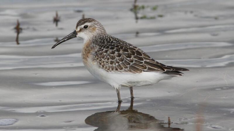 Rare: a curlew sandpiper passing through Tacumshin en route to Africa. Photograph: Killian Mullarney