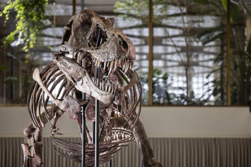The full skeleton on display. Photograph: AP