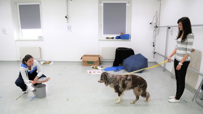 The Clever Dog Lab at the University of Veterinary Medicine in Vienna. Photograph: The Clever Dog Lab/University of Veterinary Medicine, Vienna/The New York Times.