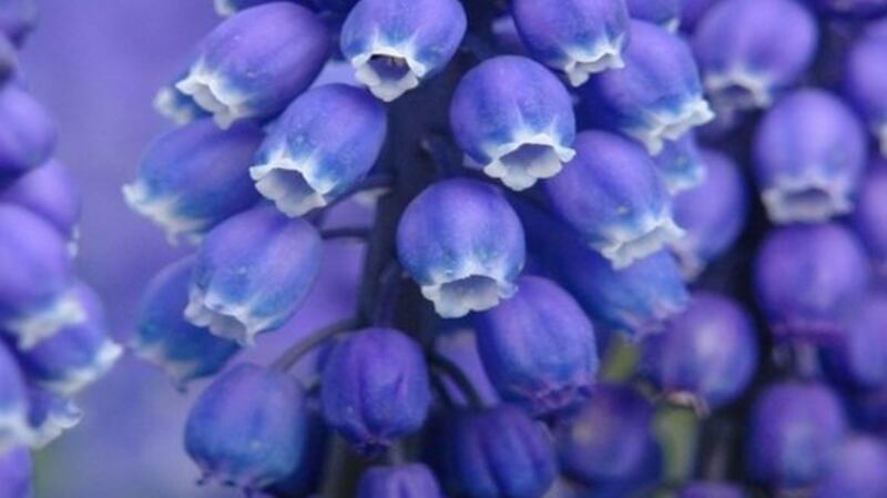 Muscari ‘Alida’. Photograph: Peter Nyssen