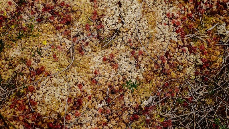 Sphagnum moss is the ‘bog builder’ and is a key indicator the conditions are right