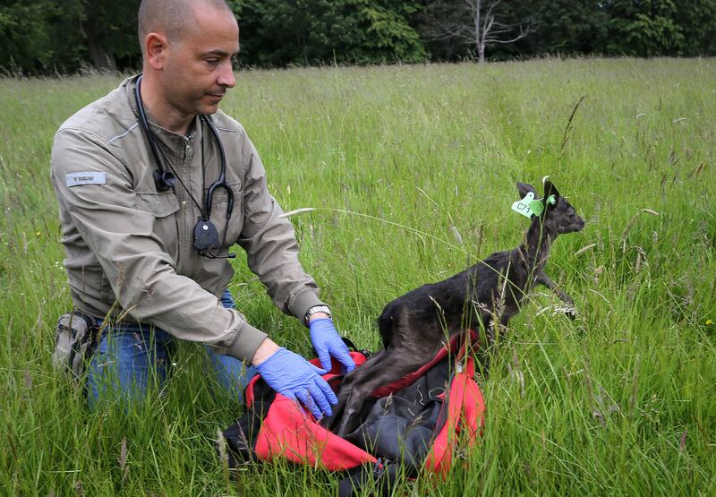 Simone Ciuti releases a tagged fawn. Photograph: Crispin Rodwell