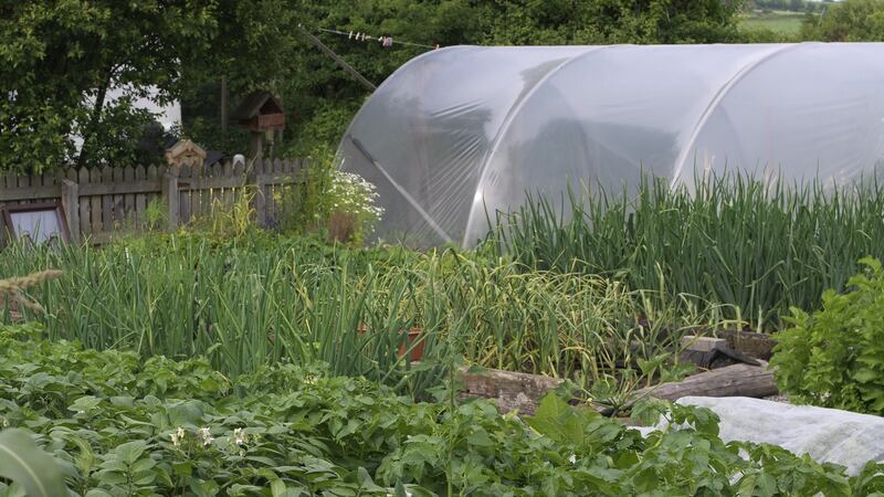 It’s not too early to start direct sowing seed of oriental salads such as mibuna, mizuna, and rocket in the polytunnel or glasshouse.