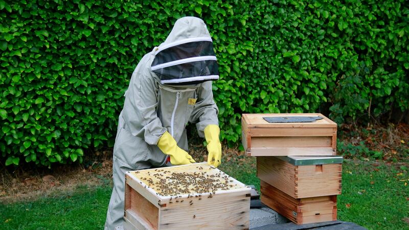 Jackie Stone from Wicklow town attends her hive. Photograph: Nick Bradshaw/The Irish Times