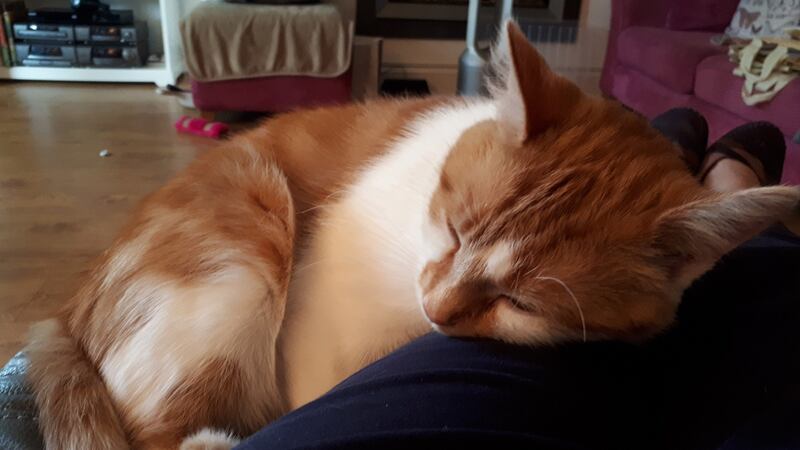 People unable to adopt can sponsor a cat  through the Cats’ Aid charity.