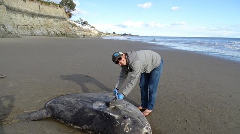 The sunfish weighed several hundred kilograms. Photograph: Thomas Turner via Reuters