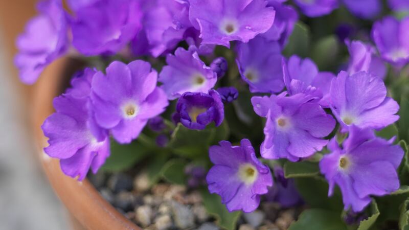 Close-up of the alpine plant  Primula Clarence Elliott in flower in Triona Noonan’s Dublin garden. Photograph: Richard Johnson
