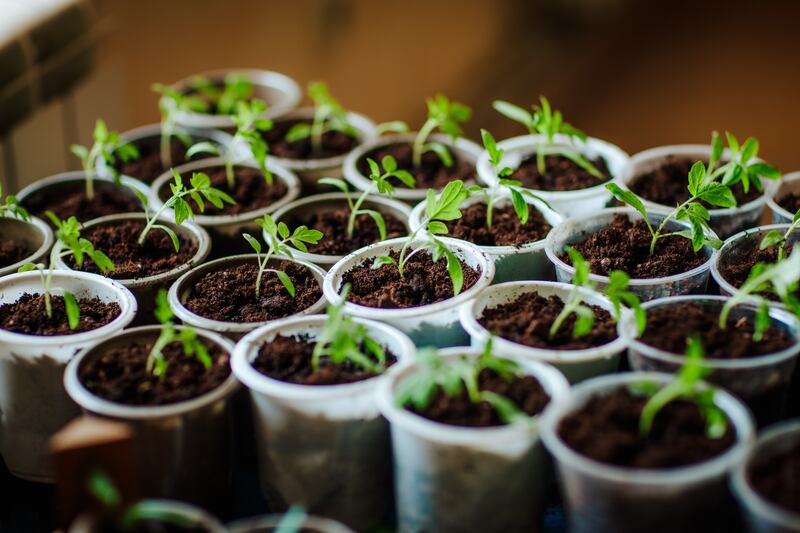 Beware of a wet summer, which can be more of a hindrance than a help. Photograph: Getty Images