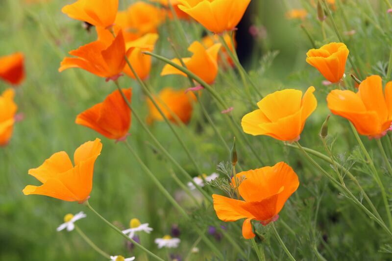 The Californian poppy, Eschscholzia californica, loves a warm, sunny spot