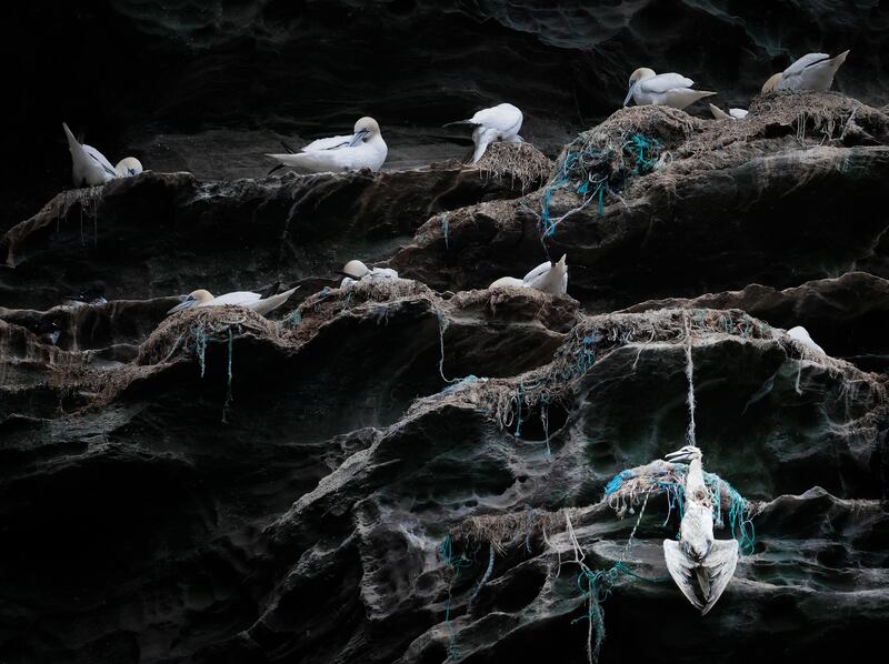 Postmortem: Northern Gannet, Morus bassanus, by Joshua Galicki won bronze in the conservation (single image) category