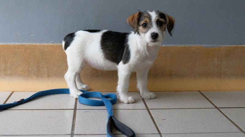 The pups without tails were found when the ISPCA responded to a call from a concerned member of the public. Photograph: Hans Smits
