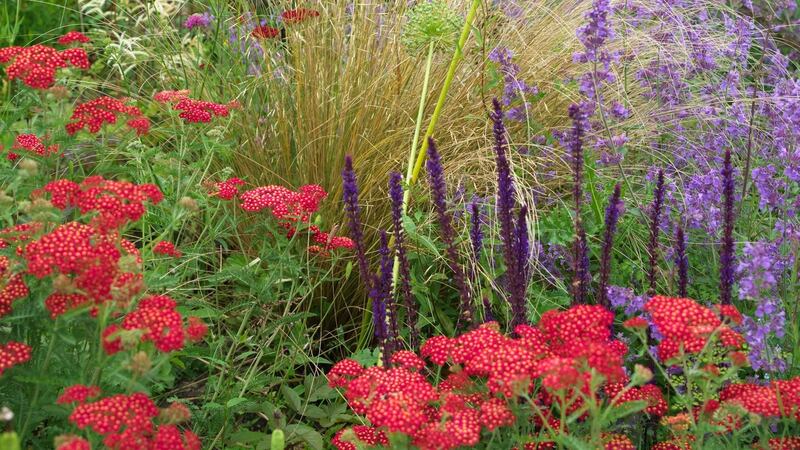 Strawberry-pink achillea and purple nepeta flowering in June Blake’s garden in west Wicklow. Photograph:  Richard Johnston
