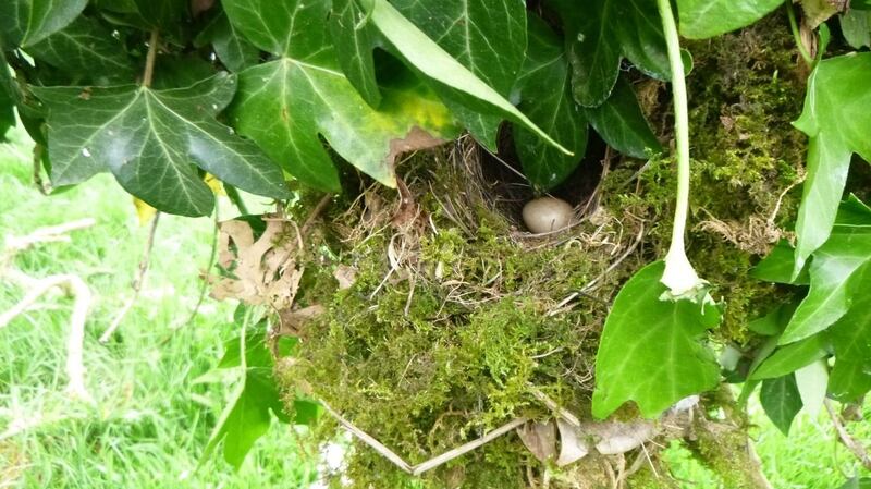 A birds’ nest with egg abandoned by a parent bird due to destruction of hedgerow vegetation at the Ballickmoyler site. Photograph: National Parks & Wildlife Service