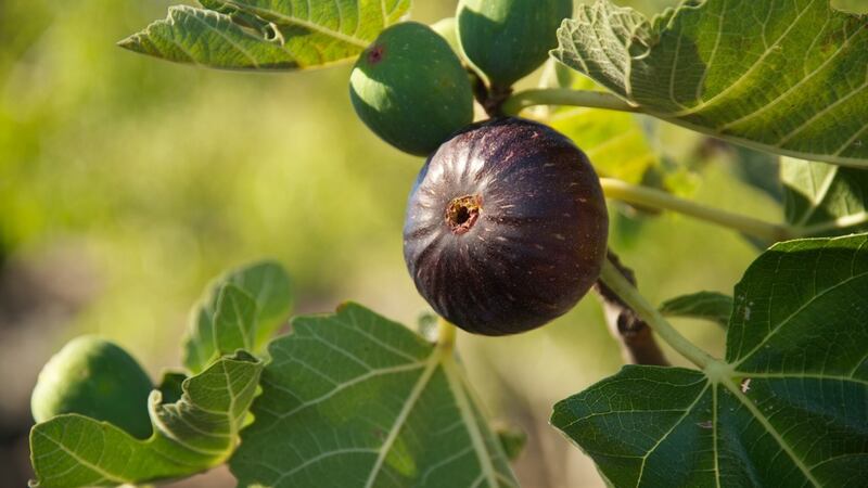 While mid-spring is the best time to plant a fig tree, this is the time of year when the outdoor-grown autumn crop begins to ripen