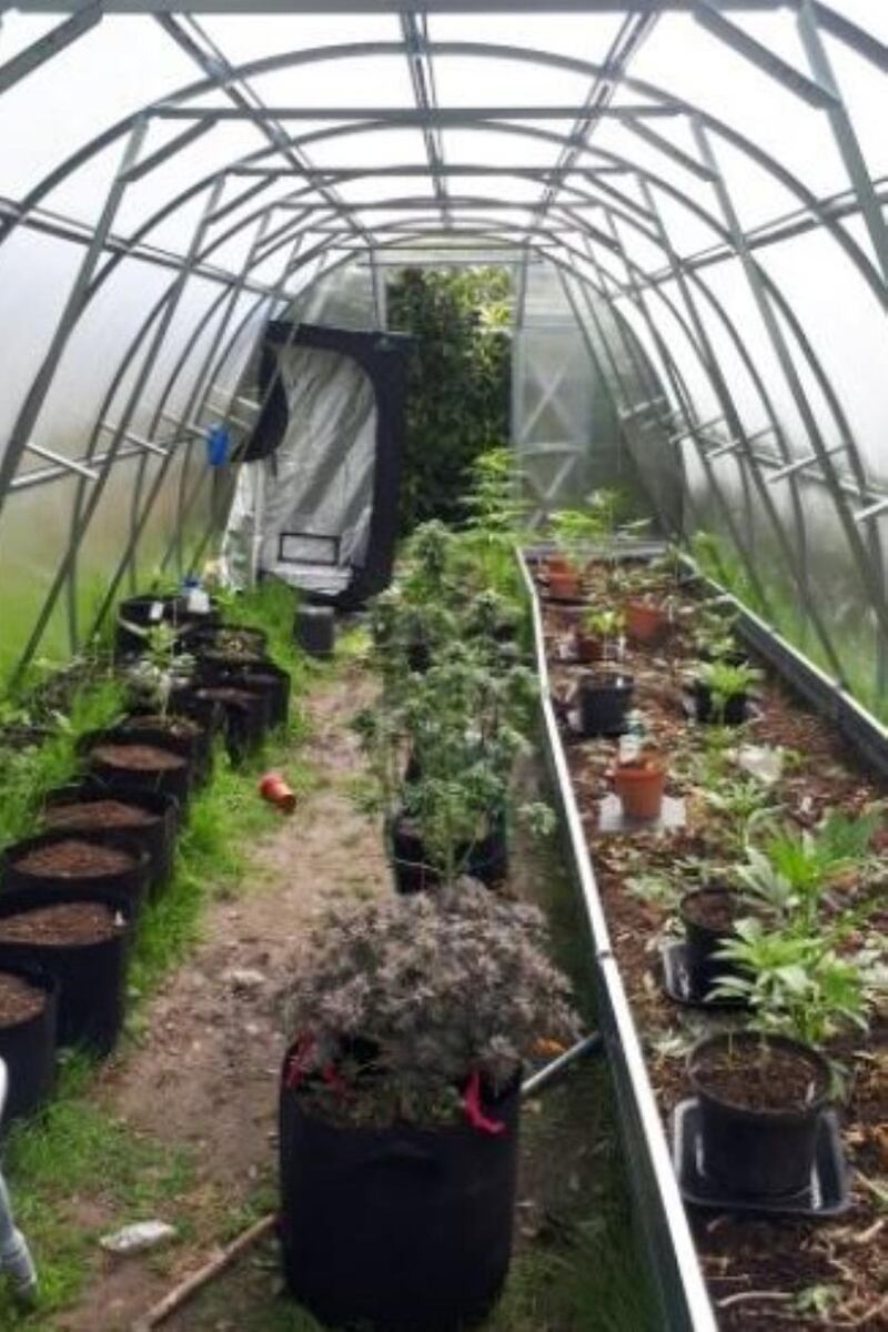 Cannabis growhouse. Photograph: An Garda Síochána