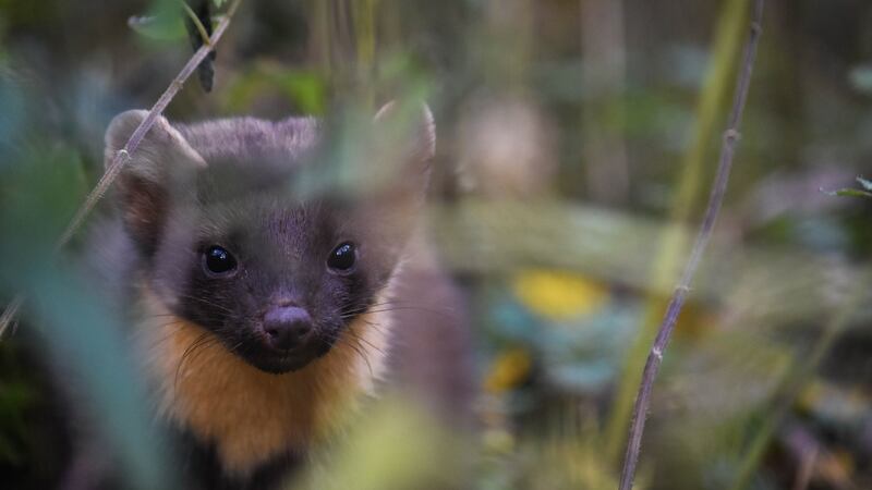 A pine martin photographed in Crom, Co Fermanagh. Its population growth has helped the red squirrel. Photograph: Josh Twining