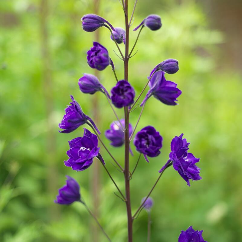A Dowdeswell Delphinium growing in Fionnuala’s garden. Photograph: Richard Johnston